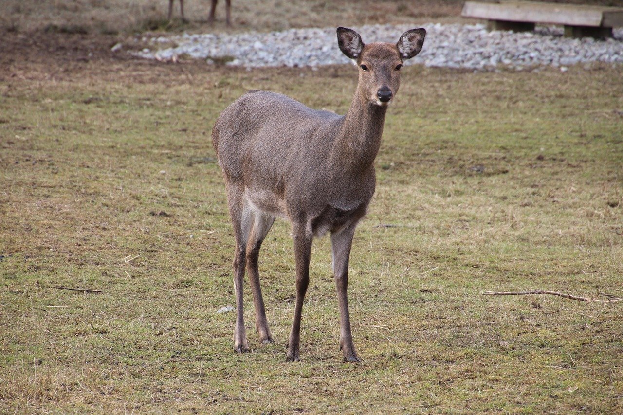 Professional Techniques for Crafting a Game Collection Preservation Strategy