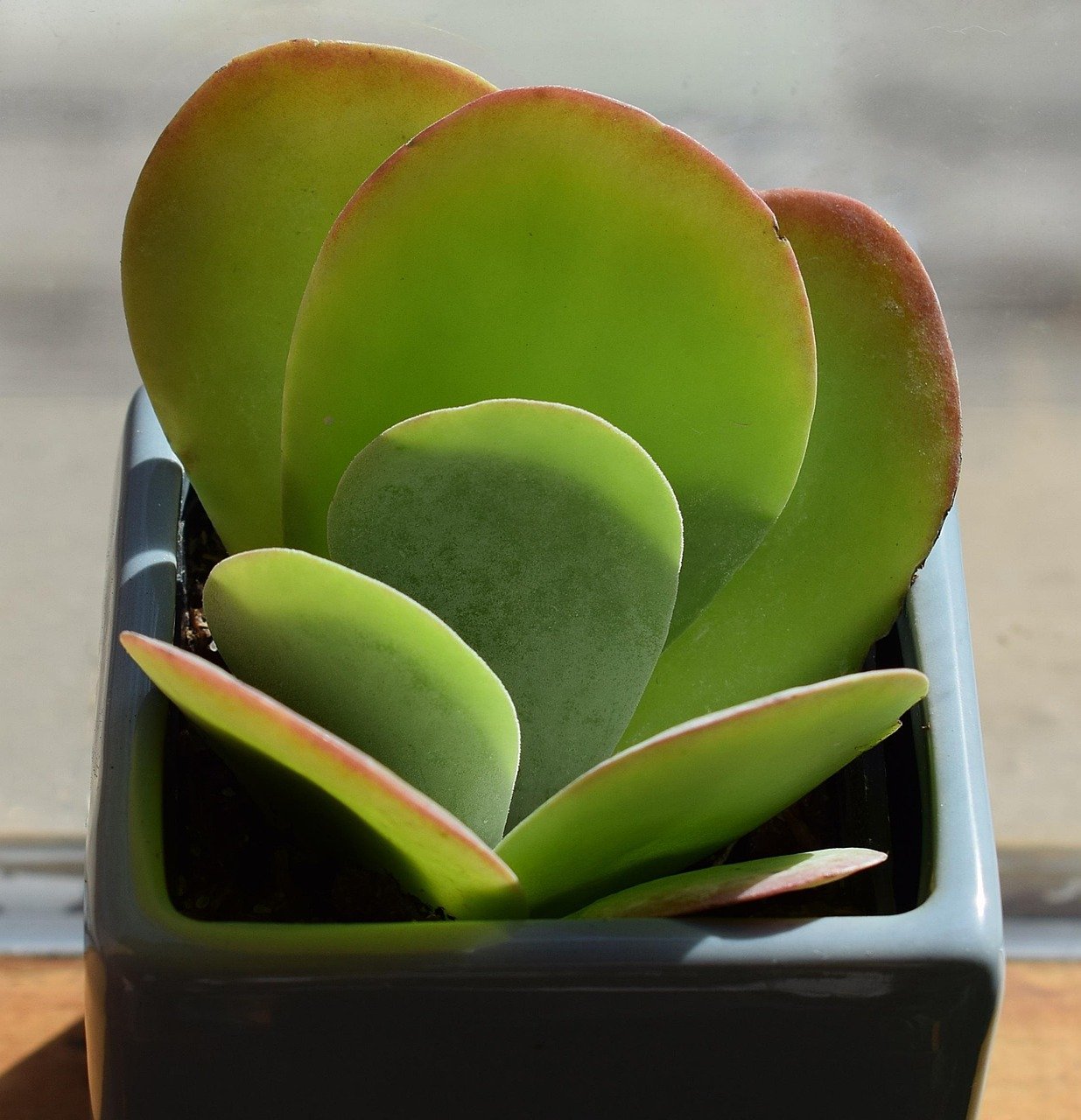 Top Rare Plants Gaining Popularity on Social Media