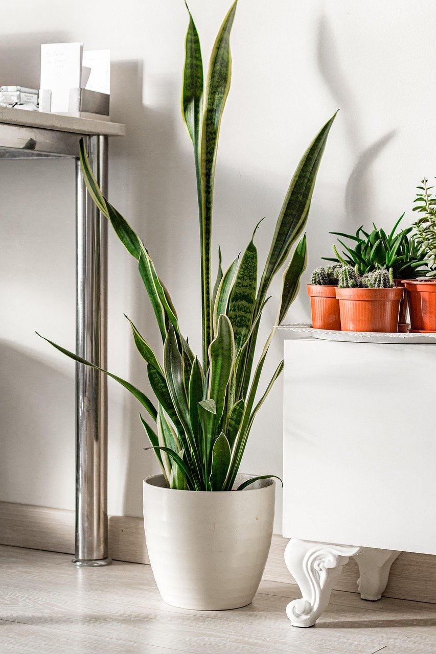 Top Rare Plants Gaining Popularity on Social Media
